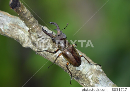 Miyamakuwagata Miyamakuwagata 8051717