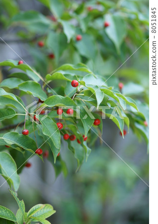 我的名字是Fuyuta Soyogo。 8051845