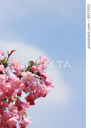 Hana Ha Tang 8051922