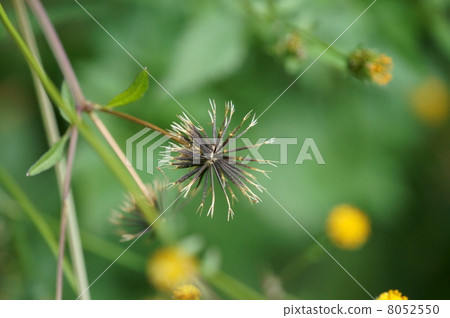 My name is Ginzo Ebina Grass Ino Kosendangsa. 8052550