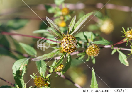 I'm from America 's wild grass (Centasegusa). I'm from America 's wild grass (Centasegusa). 8052551