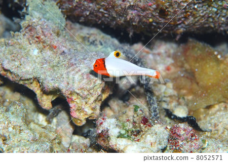 Young fish of Irobudai 8052571