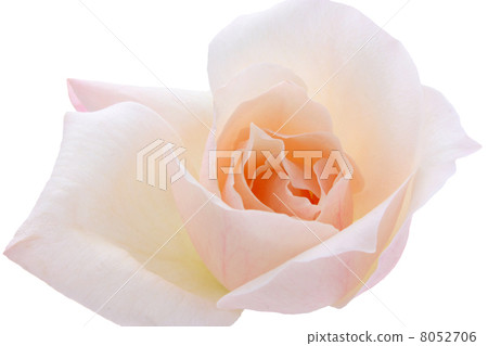 Rose Madame Joule Boucher Rose Madame Joule Boucher 8052706
