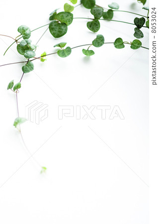 Heart vine Heart vine 8053024