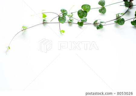 Heart vine Heart vine 8053026