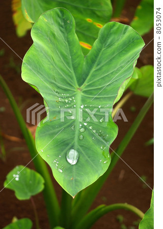 芋頭葉子水坑 8053074