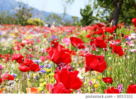  Flower garden 8053101