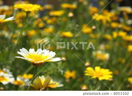 Flowers Flowers 8053102