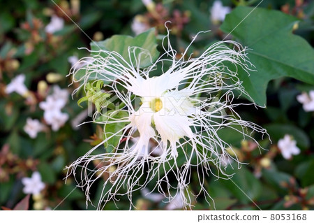 Cauliflower flowers 8053168