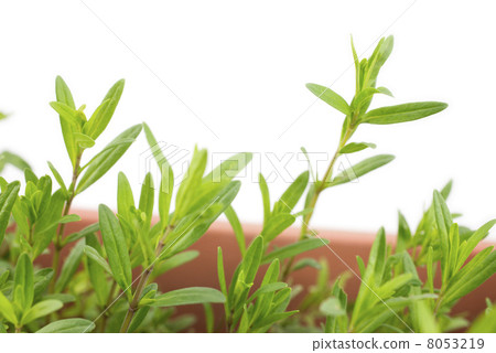Close-up of leaves of hyssop planted plantter 8053219