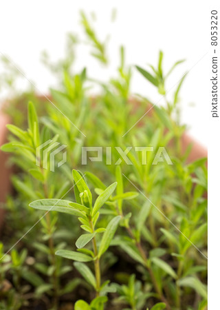 海索草葉子特寫鏡頭種植了大農場主 8053220