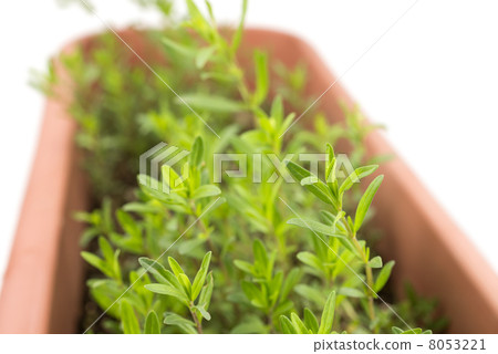 Hyssop leaves planted plant 8053221