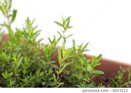 Hyssop leaves planted plant 8053222