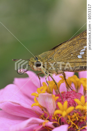 Ichimon dieselis在穀物草中捕捉 8053317