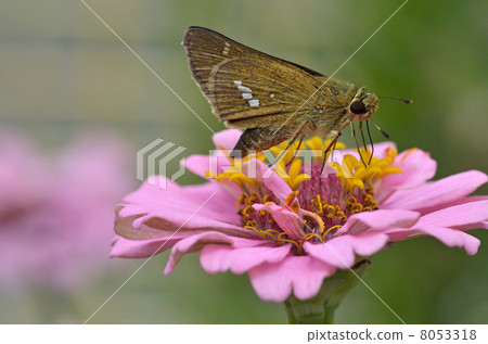 Ichimon dieselis在穀物草中捕捉 8053318