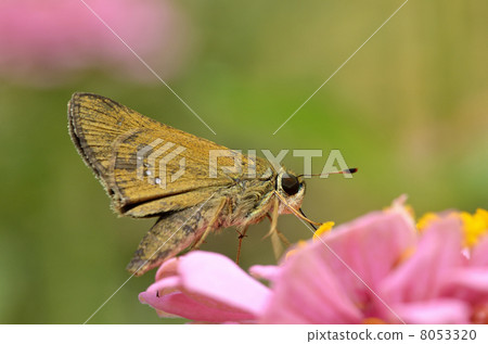 Ichimon dieselis在穀物草中捕捉 8053320