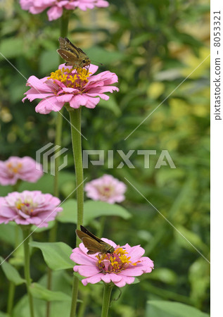 Ichimon dieselis在穀物草中捕捉 8053321