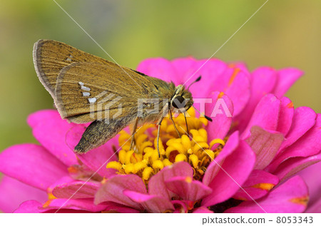 Ichimon dieselis在穀物草中捕捉 8053343