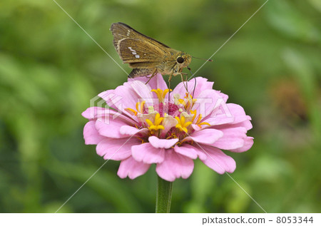 Ichimon dieselis在穀物草中捕捉 8053344