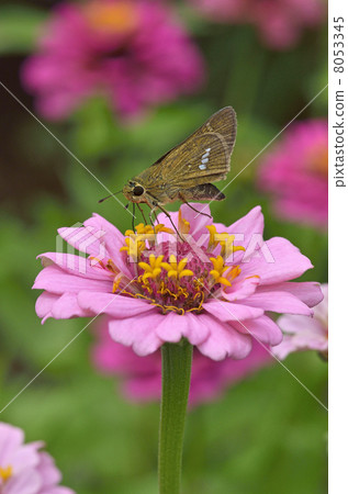 Ichimon dieselis在穀物草中捕捉 8053345