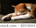 Dude cat 8053604