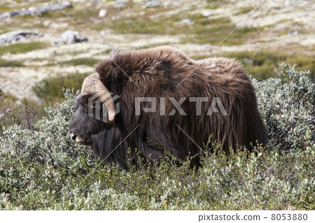 Muskox (Ovibos moschatus) at national park Dovrefjell (Norway) Muskox (Ovibos moschatus) at national park Dovrefjell (Norway) 8053880