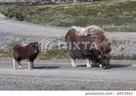Muskox (Ovibos moschatus) at national park Dovrefjell (Norway) Muskox (Ovibos moschatus) at national park Dovrefjell (Norway) 8053881