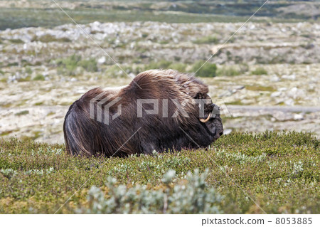 Muskox (Ovibos moschatus) at national park Dovrefjell (Norway) Muskox (Ovibos moschatus) at national park Dovrefjell (Norway) 8053885