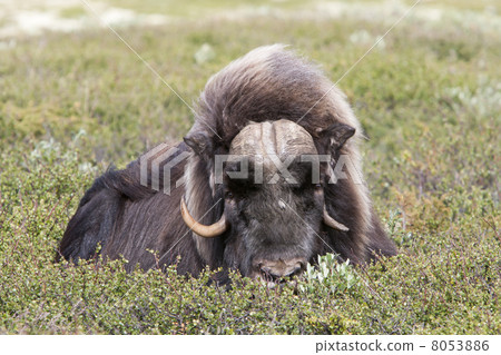 Muskox (Ovibos moschatus) at national park Dovrefjell (Norway) 8053886