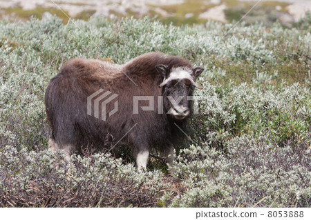 Muskox (Ovibos moschatus) at national park Dovrefjell (Norway) Muskox (Ovibos moschatus) at national park Dovrefjell (Norway) 8053888