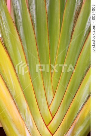 Tabibitonoki Tabibitonoki 8054005