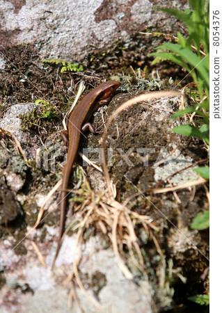 石垣的蜥蜴垂直 8054376