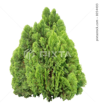 Cypress tree 8054493