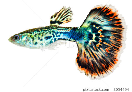Guppy fish (Poecilia reticulata) Guppy fish (Poecilia reticulata) 8054494
