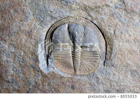 Fossil Trilobite 8055033