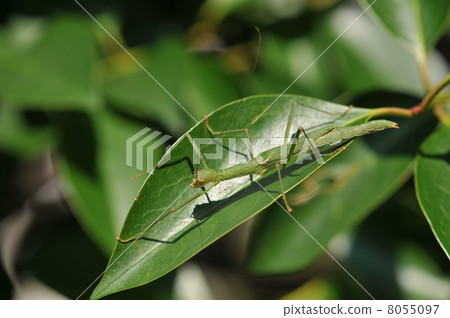 Autumn insect ~ Japanese tobina la fishi ~ Autumn insect ~ Japanese tobina la fishi ~ 8055097