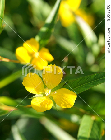 Princess Tsukimisou (Oenotera · Pererenis) 8055200