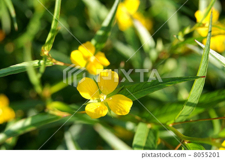 Princess Tsukimisou (Oenotera · Pererenis) Princess Tsukimisou (Oenotera · Pererenis) 8055201