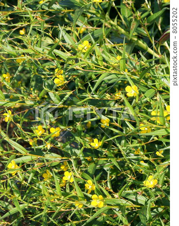 Tsukimisou公主（Oenotera·Pererenis） 8055202