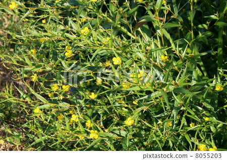 Princess Tsukimisou (Oenotera · Pererenis) 8055203