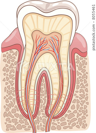 Tooth Section Medical Illustration - Stock Illustration [8055461] - PIXTA