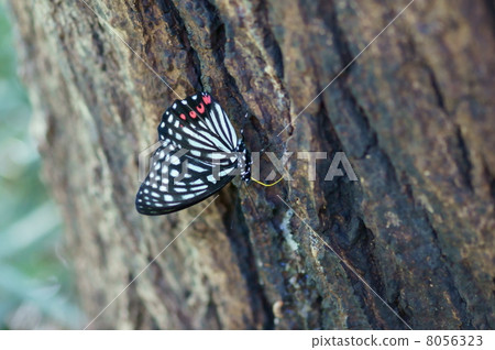 Summer type of red star sesame spider butterfly 8056323