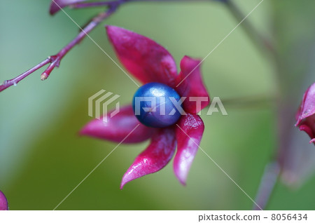 Smelt rabbit fruit 8056434