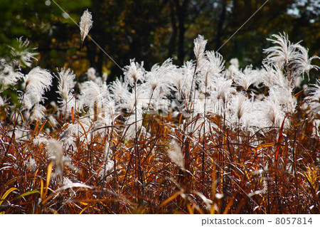 Ashara of late autumn 8057814