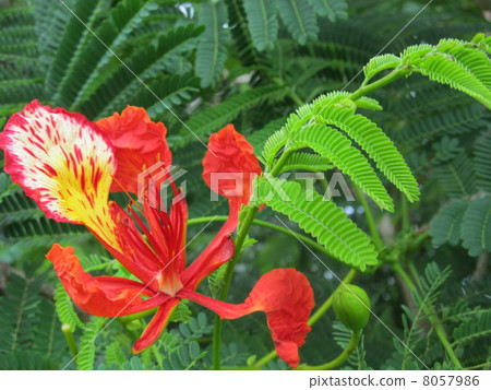 鳳凰樹花 8057986