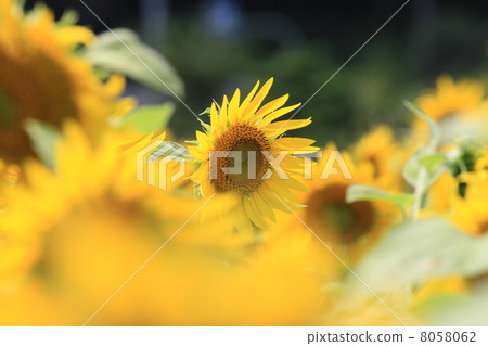 向日葵 8058062