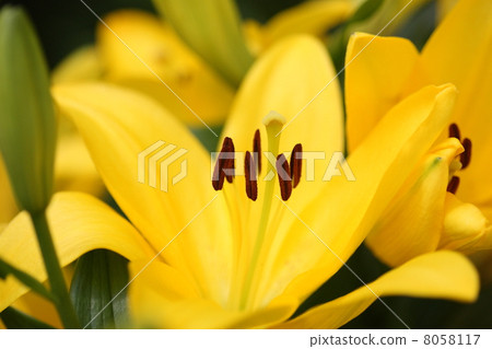 [Early summer yellow lily yellow diamond] 8058117