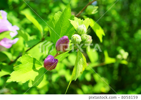 Mukuge Flower language: belief Hibiscus syriacus Mukuge Flower language: belief Hibiscus syriacus 8058159