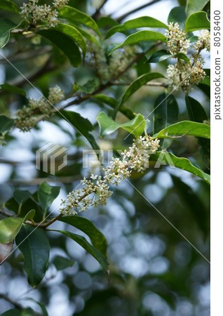 它被稱為桂花桂花。 它被稱為桂花桂花。 8058400