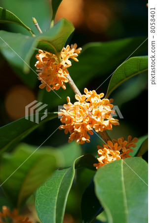 Kanakusu這是一種像糖果一樣的卡羅拉香 Kanakusu這是一種像糖果一樣的卡羅拉香 8058401